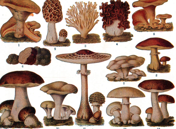 How to Use Spore Size and Shape to Narrow Down Mushroom Species?